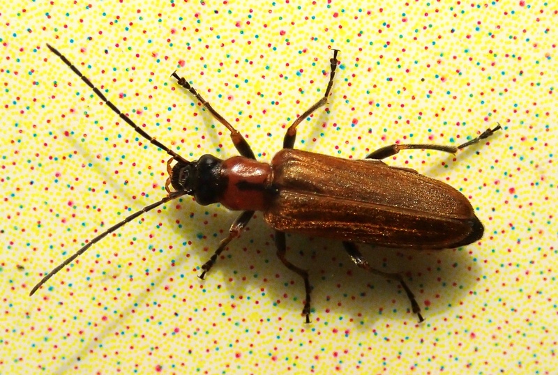 Anogcodes rufiventris (Oedemeridae)